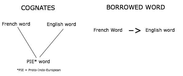 Cognates And Borrowings