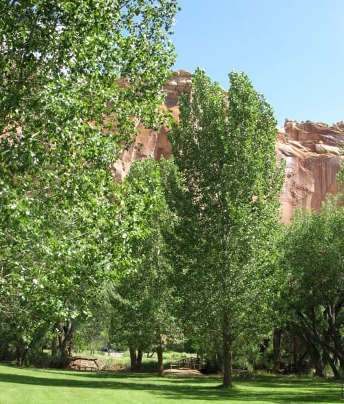 Tall trees and cliffs in Fruita Utah