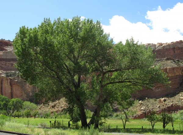 Tree in Utah near Fruita