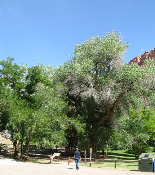 Mark walking towards trees