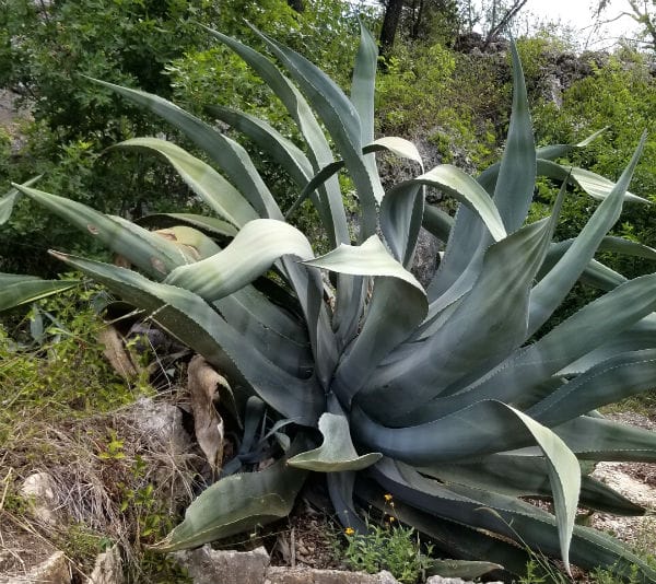 Century Plant Cascade Caverns