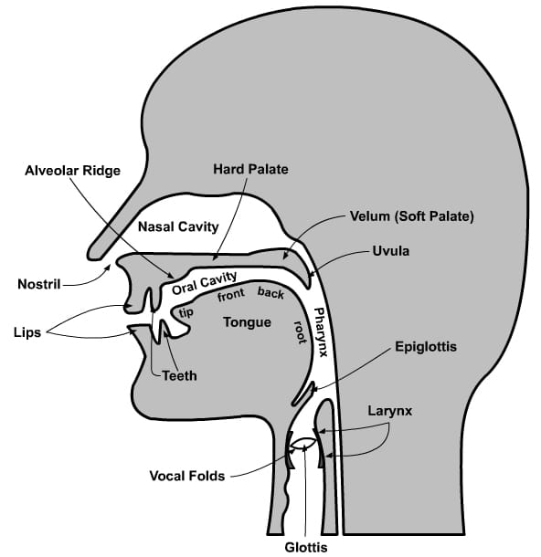 Mouth with labels for the teeth, gums, roof of the mouth, bottom